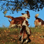 Twinkle welsh springer spaniels